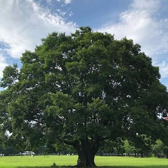 大きな大きな木の下で<br>ー生命はつながっていますー<br>撮影：前田こずえ（東京）