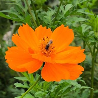 お花も虫も、精一杯生きてます<br>撮影：前田こずえ（東京）